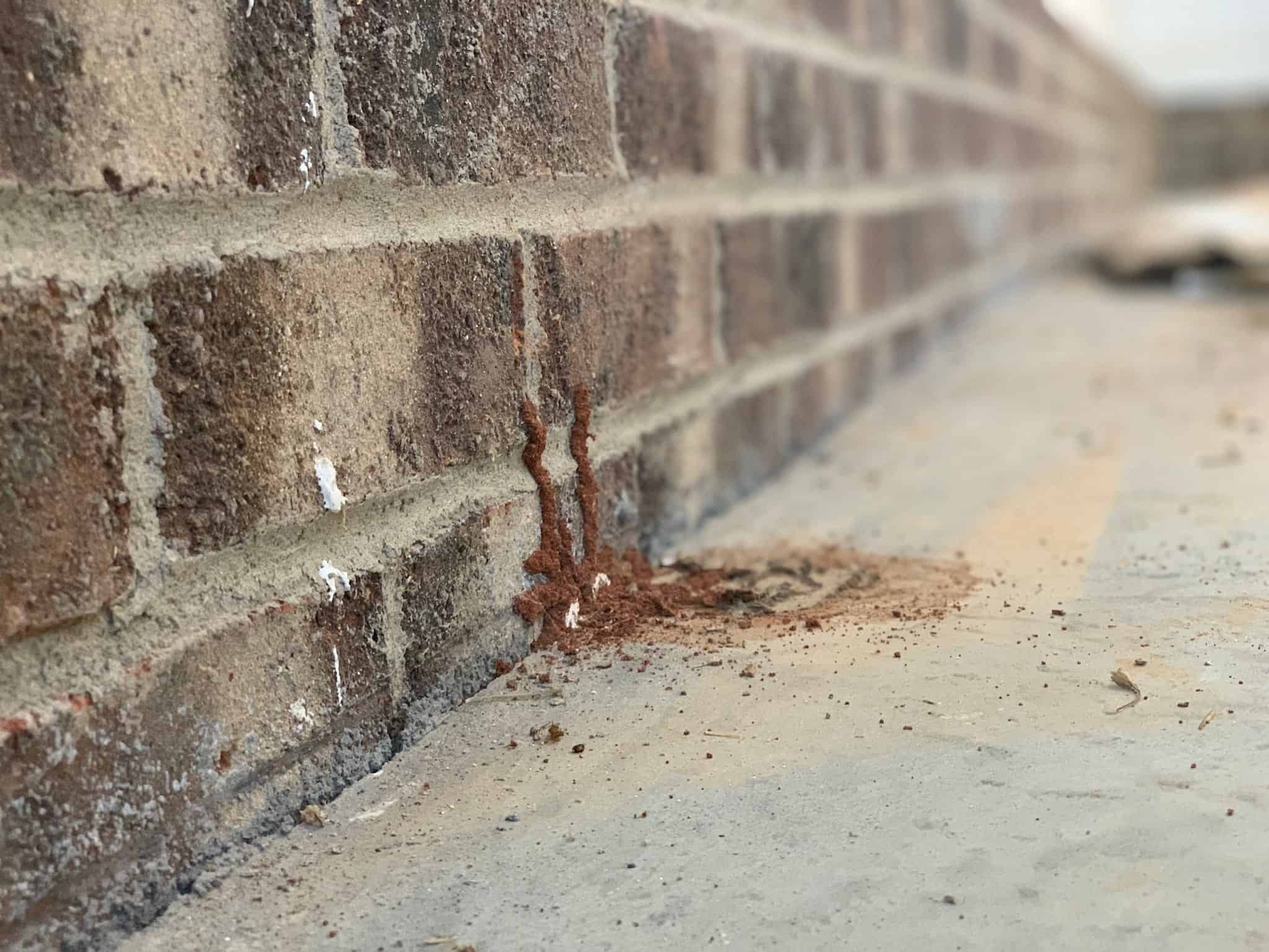 Do I Need a Termite Bond to Sell My House?